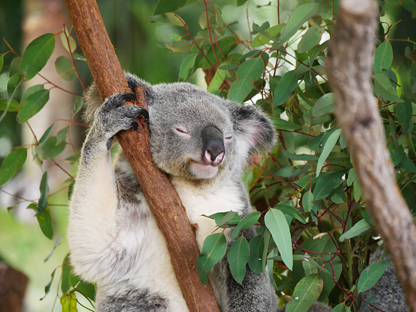 Koala, Australia Zoo