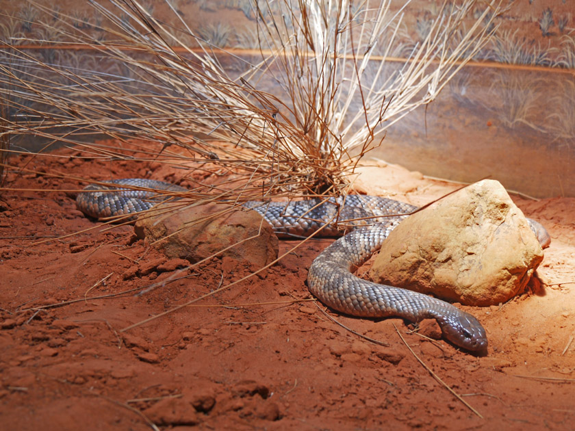 King Cobra, Australia Zoo