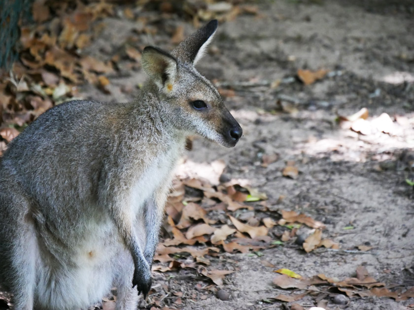 Red-Necked Wallaby, Australia Zoo