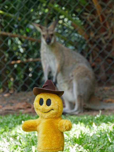 Mr. Happy and Wallaby, Australia Zoo