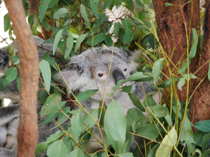 Koala, Australia Zoo