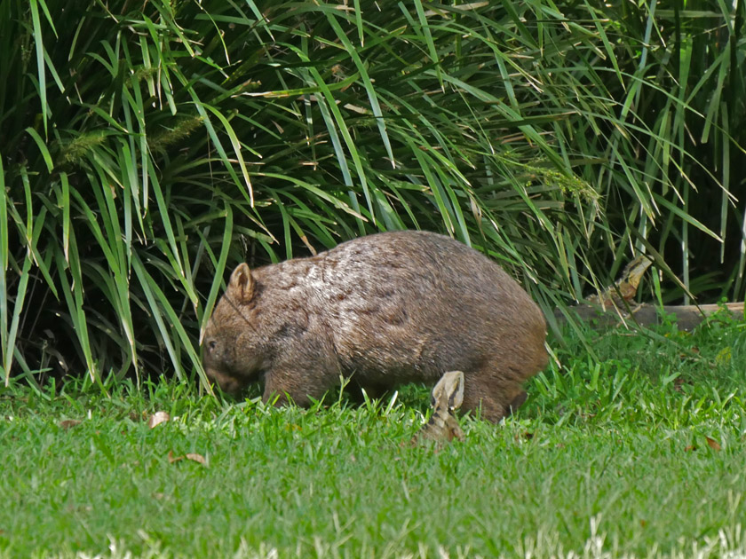 Common Wombat, Australia Zoo