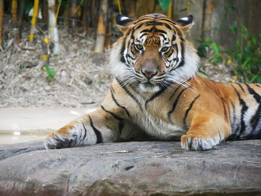 Sumatran Tiger, Australia Zoo