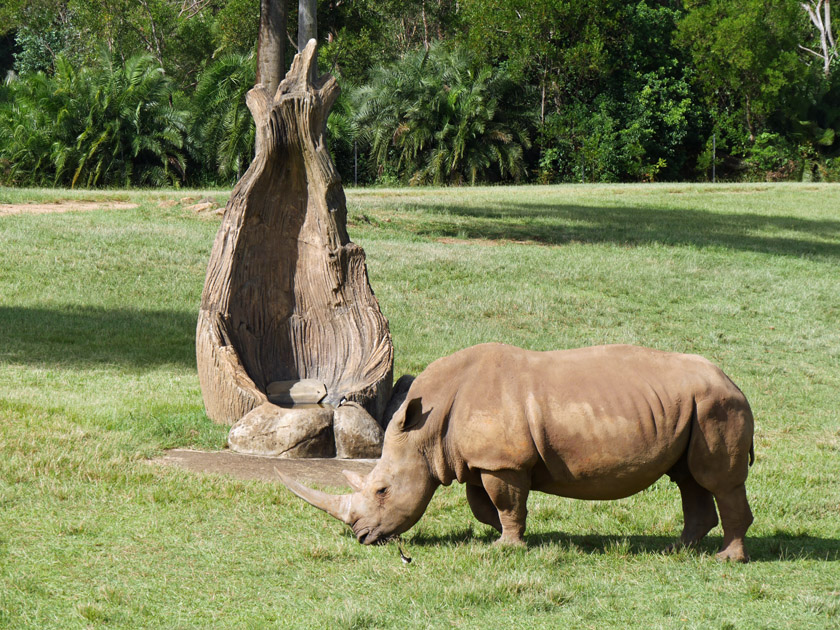 Southern White Rhinoceros, Australia Zoo