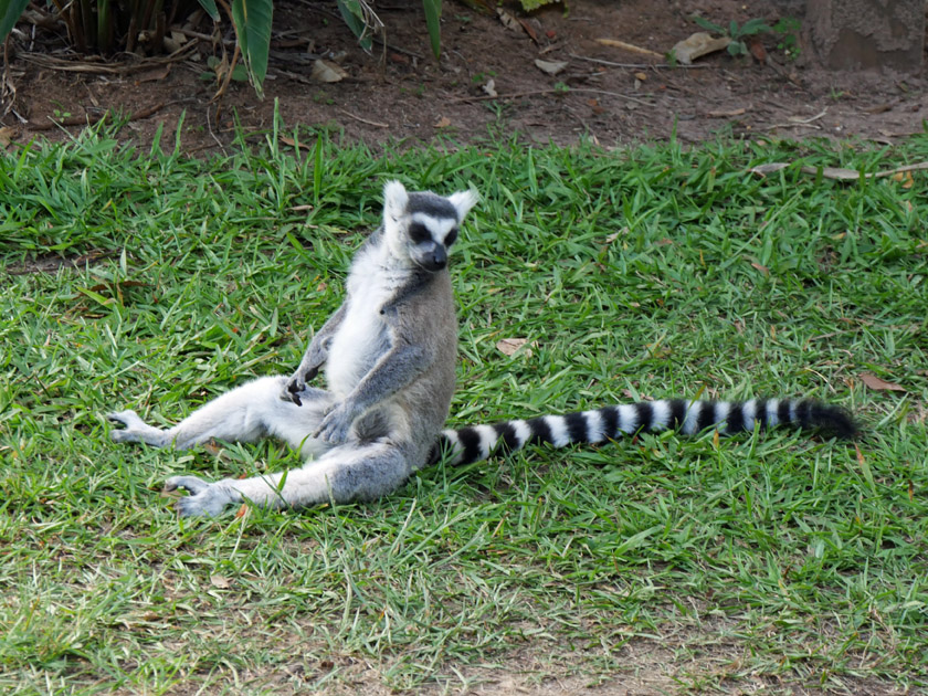 Ring-Tailed Lemur, Australia Zoo