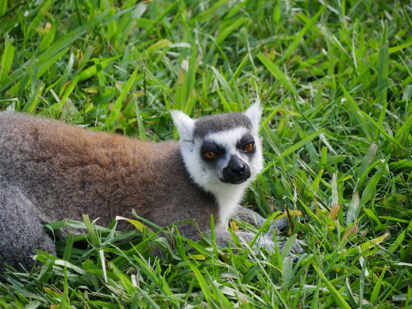 Ring-Tailed Lemur, Australia Zoo