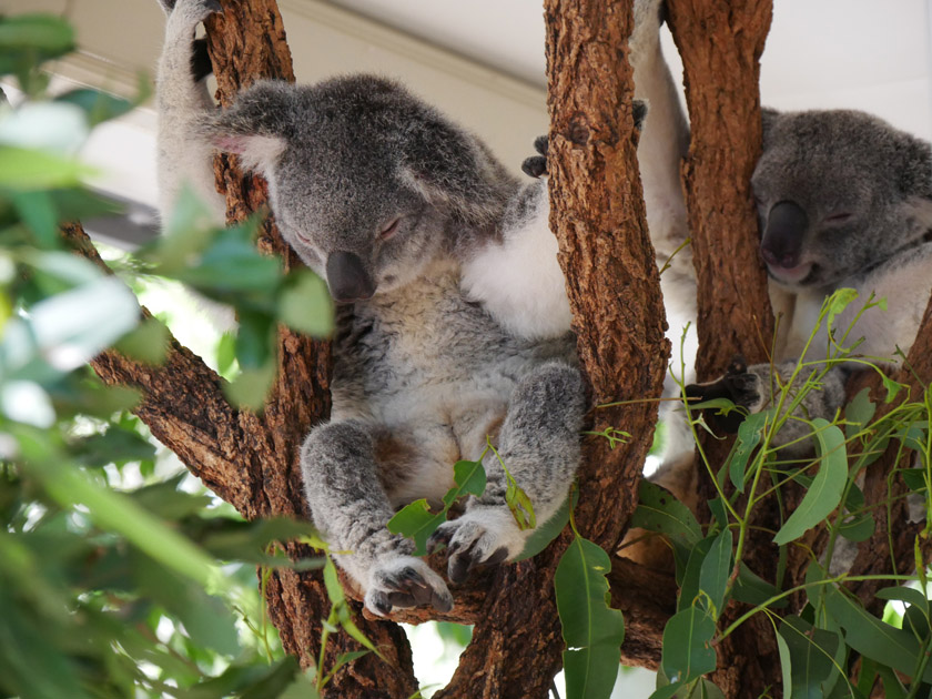 Koalas, Lone Pine Koala Sanctuary