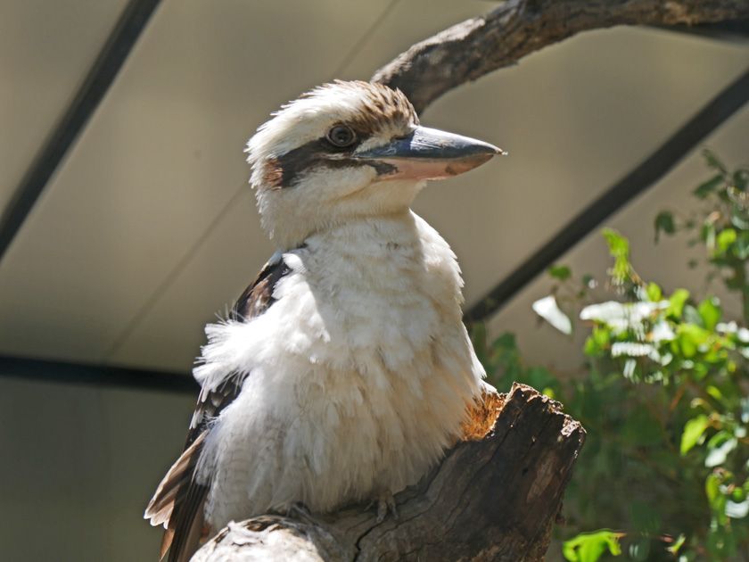 Laughing Kookaburra, Lone Pine Koala Sanctuary