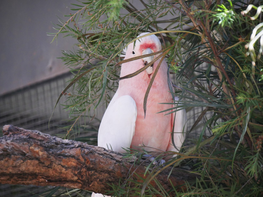 Major Mitchell Cockatoo, Lone Pine Koala Sanctuary