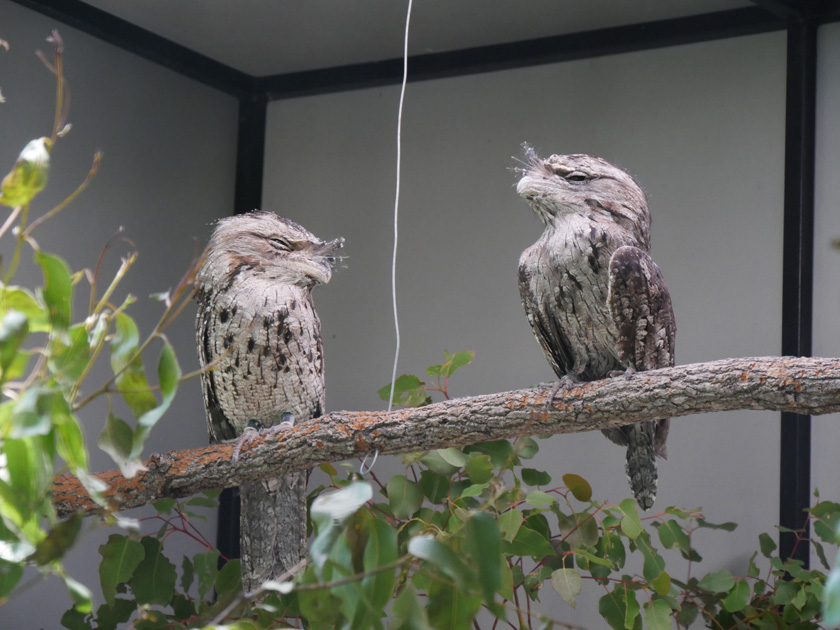 Tawny Frogmouths, Lone Pine Koala Sanctuary