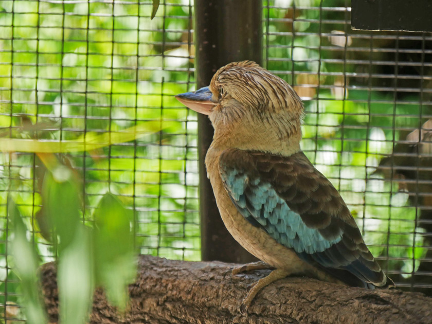 Blue-Wing Kookaburra, Lone Pine Koala Sanctuary