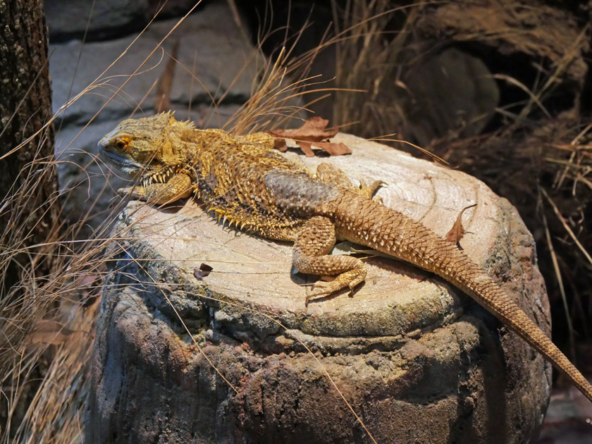 Eastern Bearded Dragon, Lone Pine Koala Sanctuary