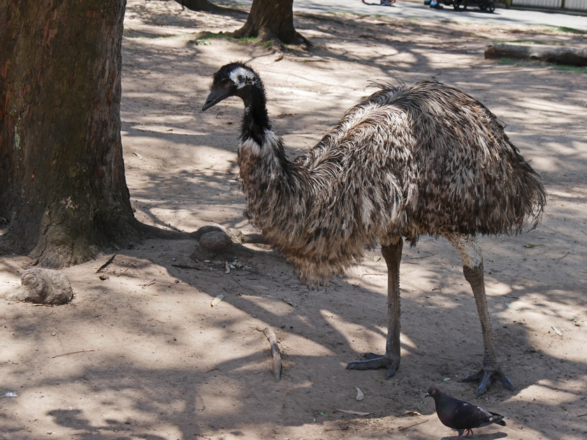 Emu,  Lone Pine Koala Sanctuary