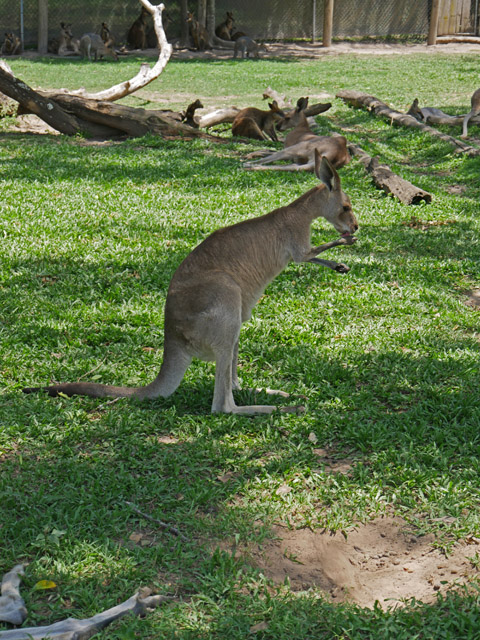 Kangaroo,  Lone Pine Koala Sanctuary