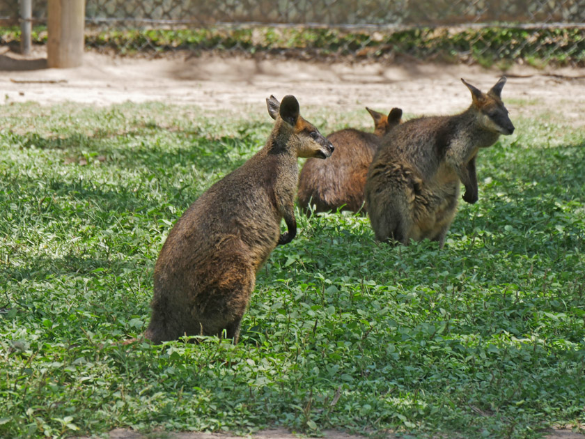 Wallabies,  Lone Pine Koala Sanctuary