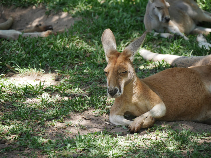 Kangaroo,  Lone Pine Koala Sanctuary