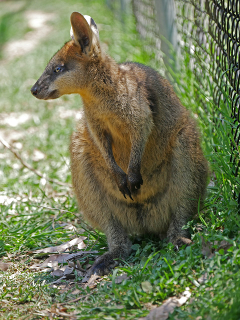 Wallaby,  Lone Pine Koala Sanctuary