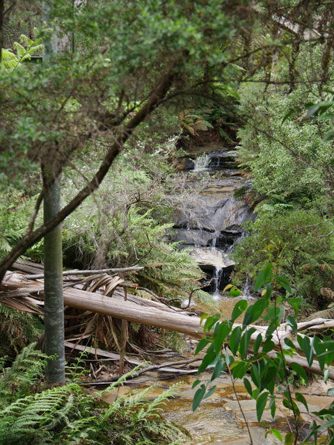 Scene Along Wentworth Falls Hiking Trail, Blue Mountains