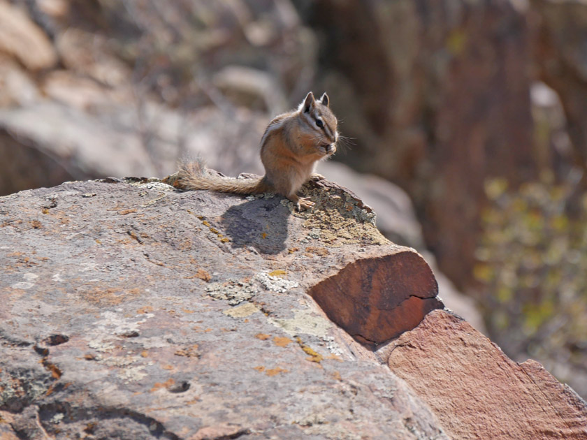 A Least Chipmunk at Gunnison NP