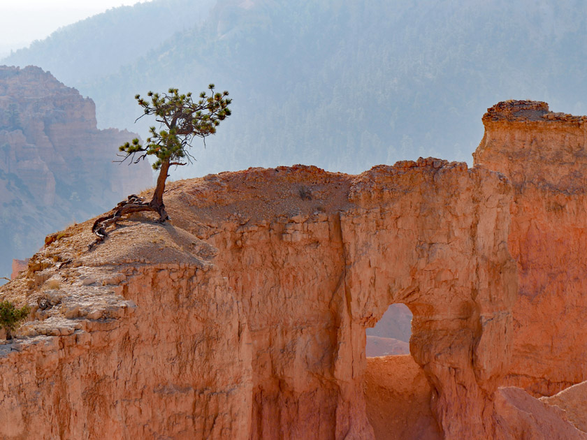 Tree and Arch, Bryce Canyon NP