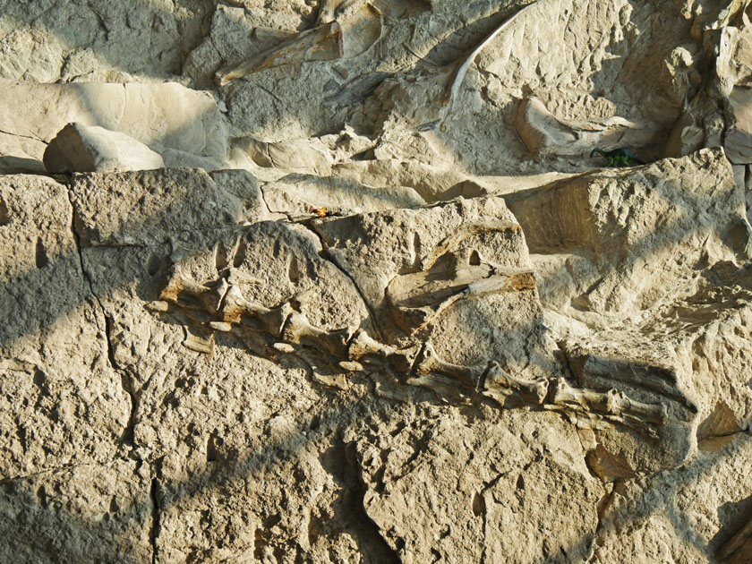 Fossil Wall at Quarry Exhibit Hall, Dinosaur NM