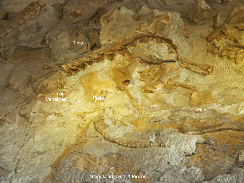 Fossil Wall at Quarry Exhibit Hall, Dinosaur NM