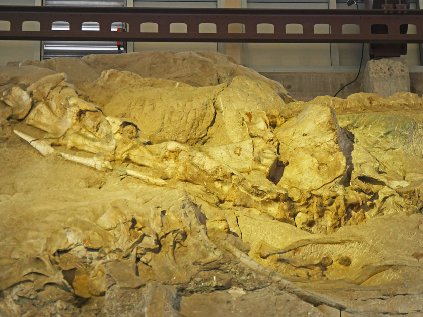 Fossil Wall at Quarry Exhibit Hall, Dinosaur NM