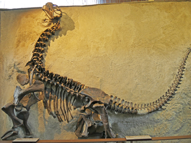 Young Camarasaurus Skeleton, Dinosaur NM