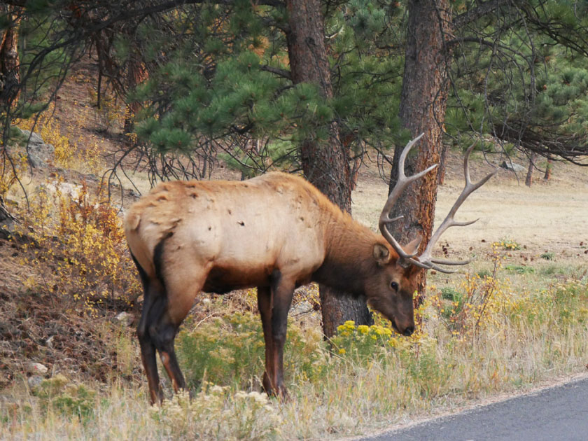 Elk in Estes Park, CO