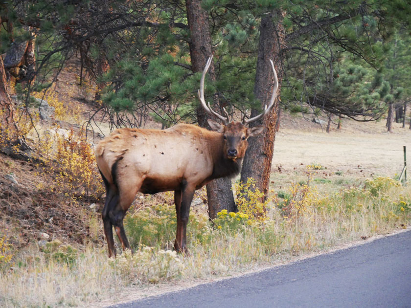 Elk in Estes Park, CO