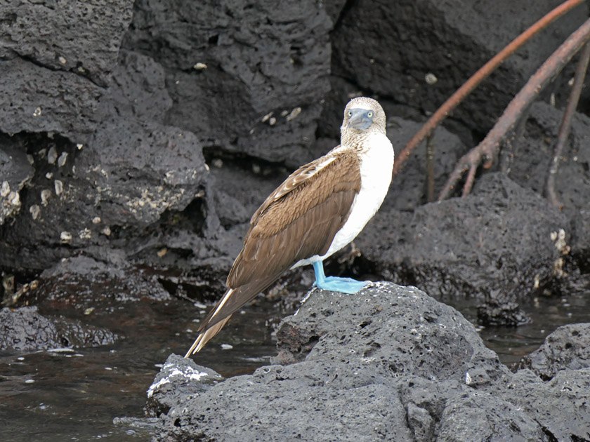 Blue-Footed Booby at Black Turtle Cove, Santa Cruz Island