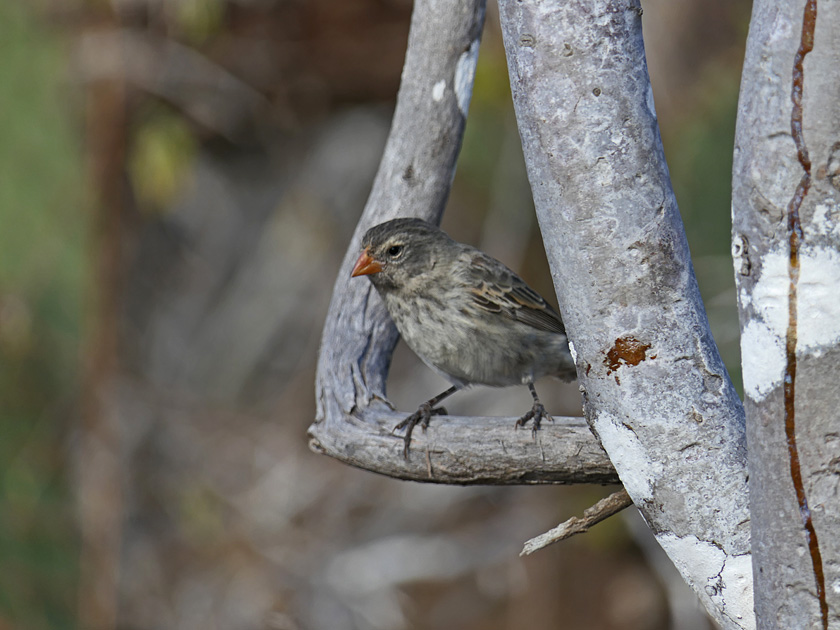 Small Ground Finch on Rabida Island