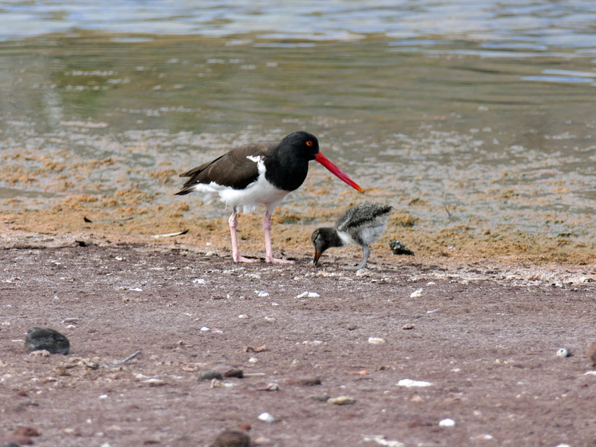 Oyster Catcher and Chick on Rabida Island