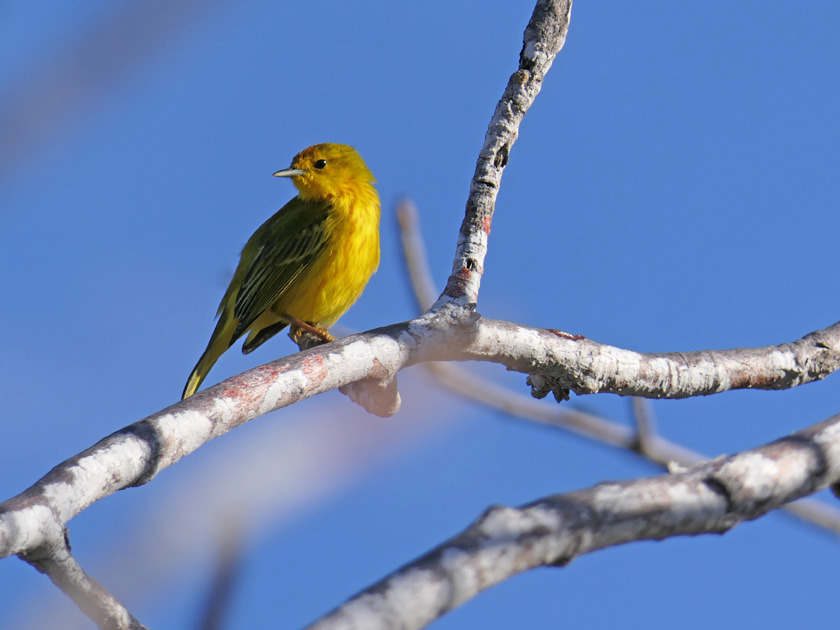 Yellow Warbler, Isabela Island