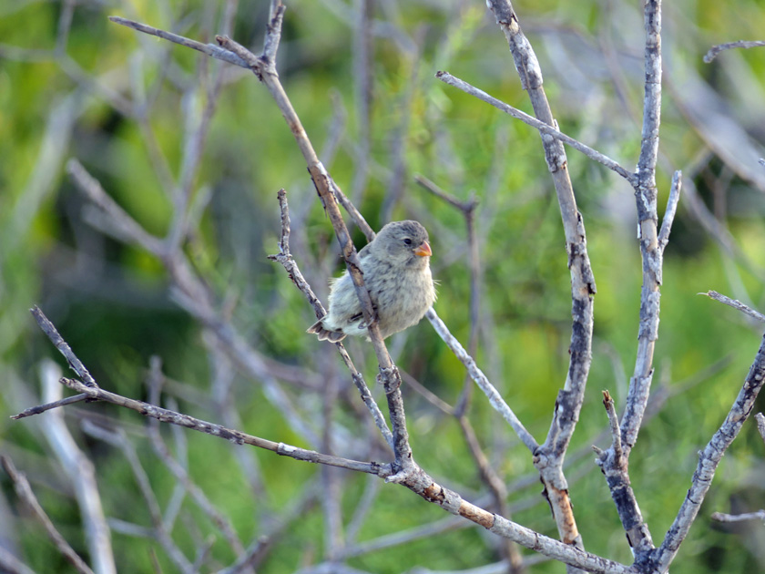 Galapagos Small Tree Finch, Isabela Island