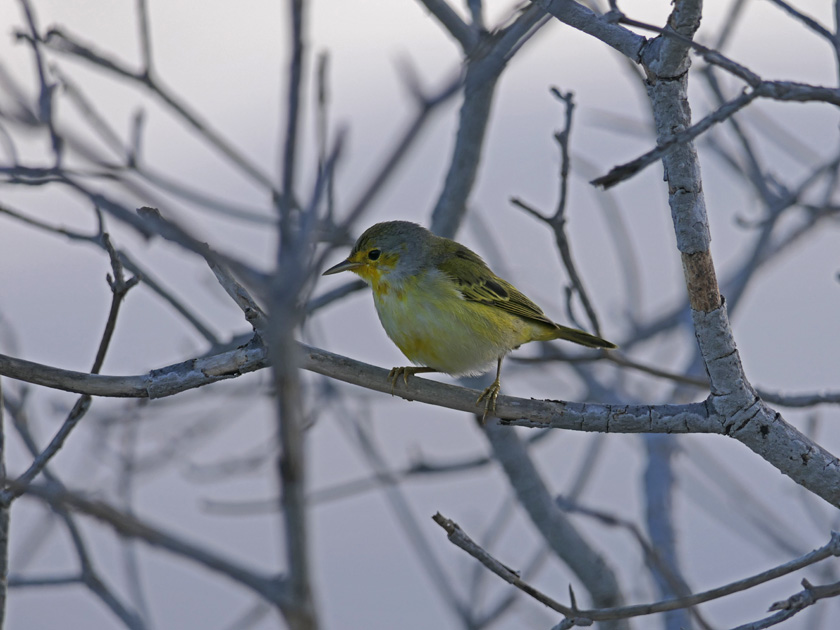 Yellow Warbler, Isabela Island