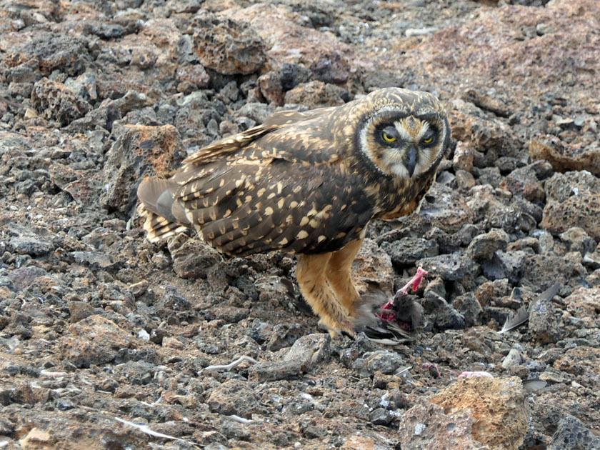 Galaagos Short-eared Owl With Lunch, Genovesa Island