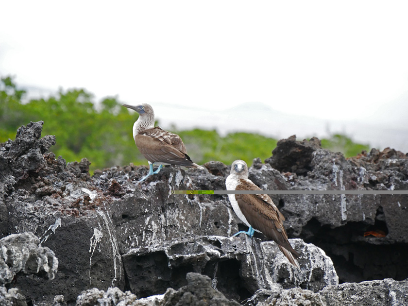 Blue-Footed Boobies at Black Turtle Cove, Santa Cruz Island