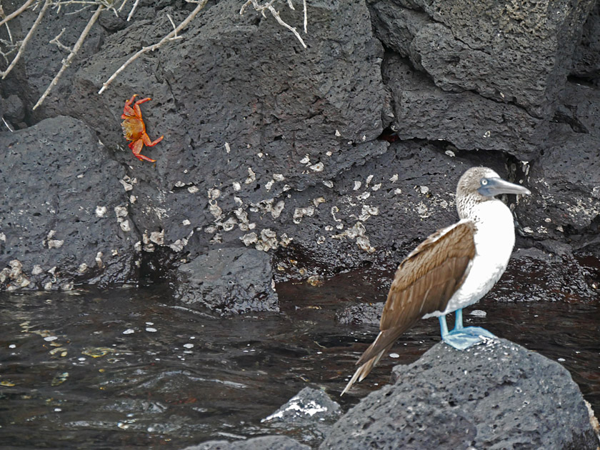 Blue-Footed Booby at Black Turtle Cove, Santa Cruz Island