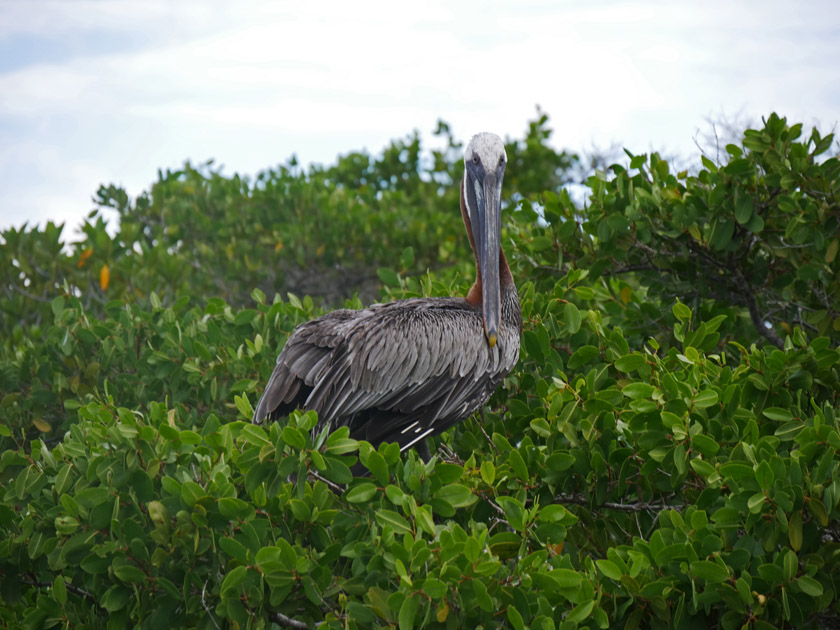 Brown Pelican at Black Turtle Cove, Santa Cruz Island