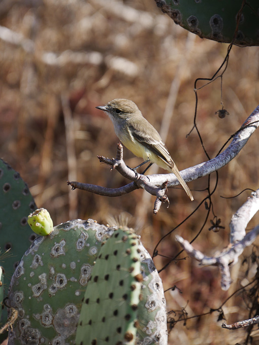 Yellow Warbler on Rabida Island