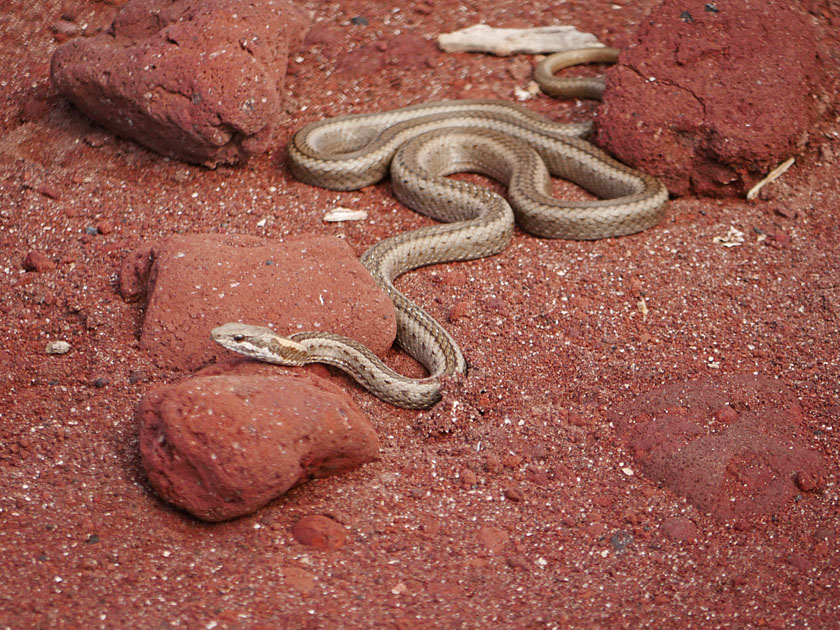 Galapagos Snake on Rabida Island