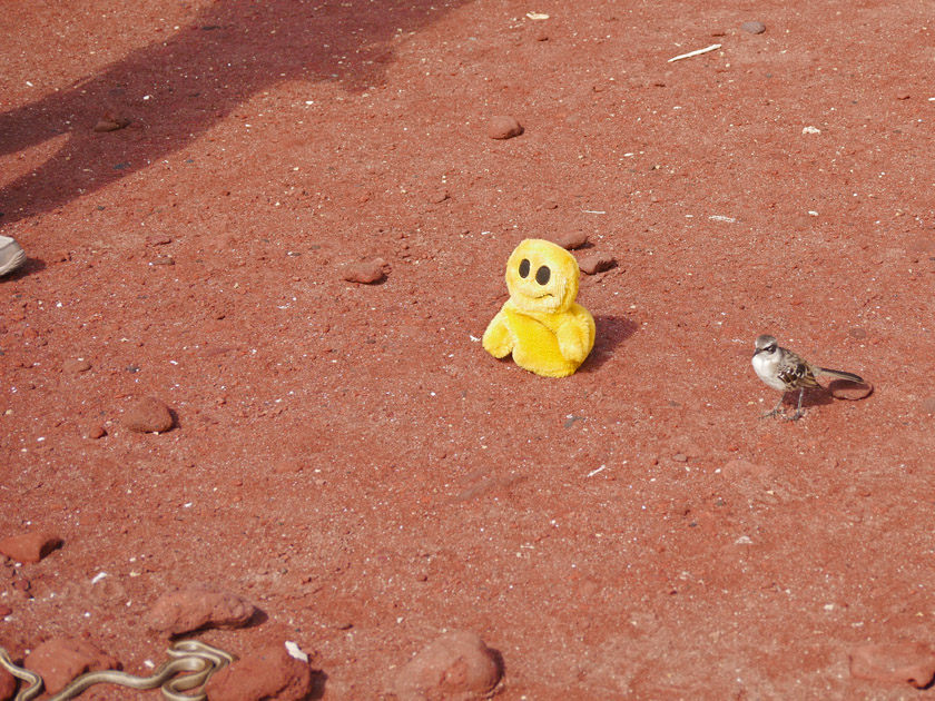 Mr. Happy and Mockingbird on Rabida Island