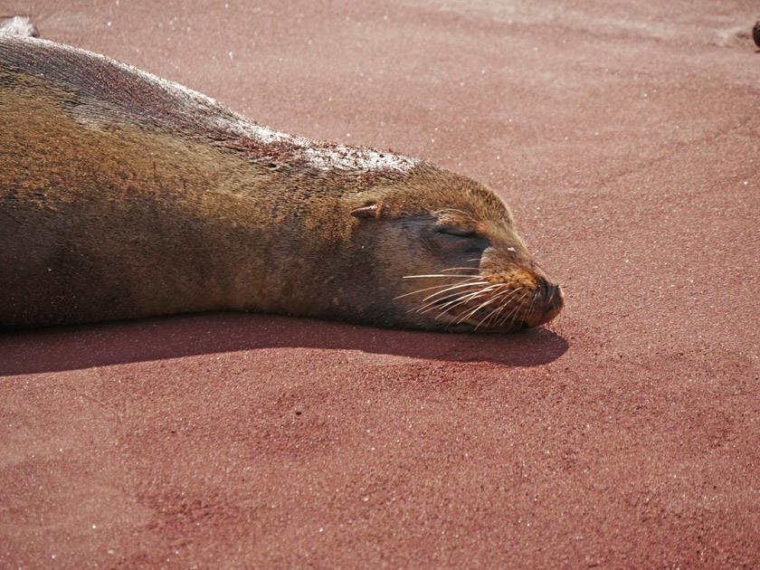 Lazy Sea Lion on Rabida Island