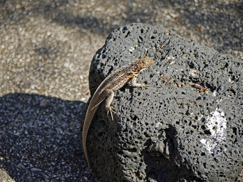 Lava Lizard on Puerto Egas, Santiago Island