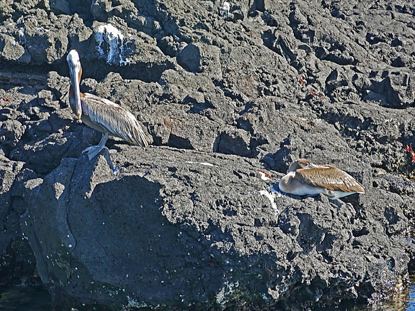 Brown Pelicans on Puerto Egas, Santiago Island