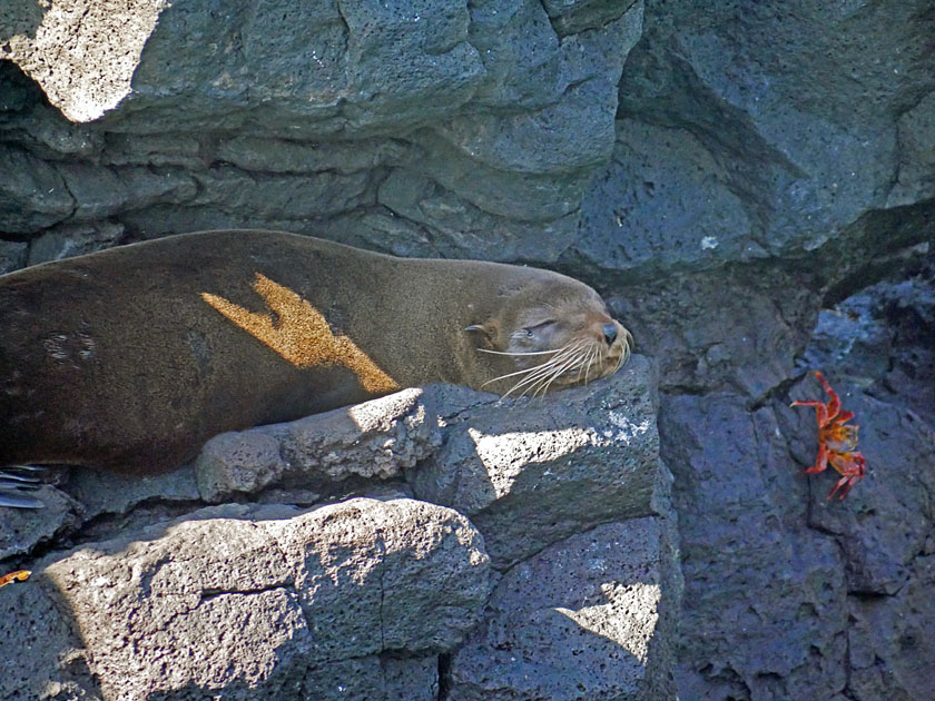 Sea Lion on Rocks, Puerto Egas, Santiago Island