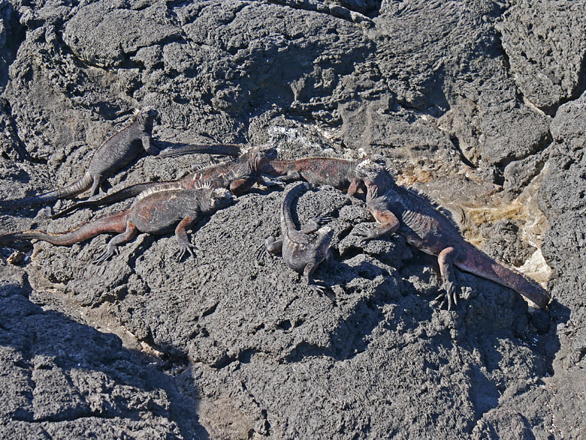 Marine Iguanas on Puerto Egas, Santiago Island