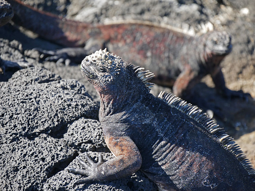 Marine Iguanas on Puerto Egas, Santiago Island