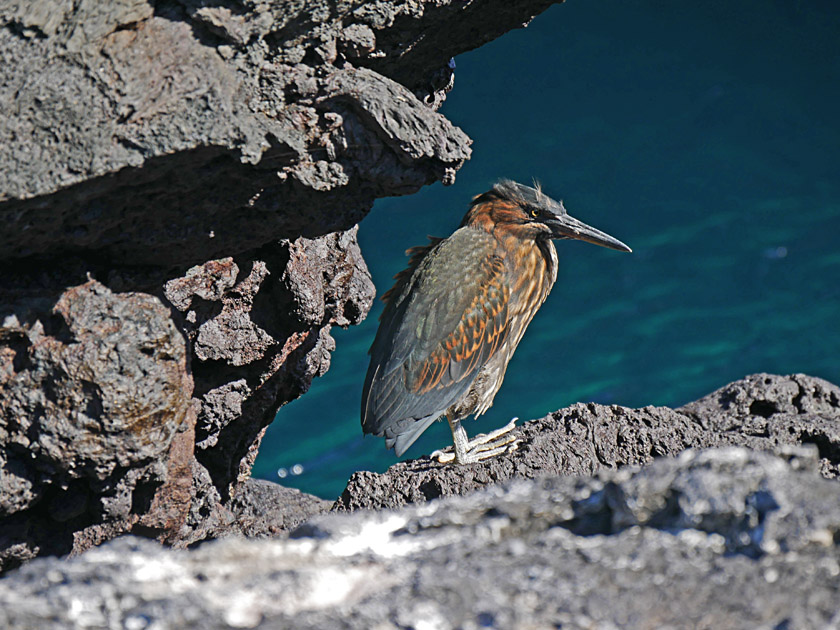 Striated Heron on Puerto Egas, Santiago Island